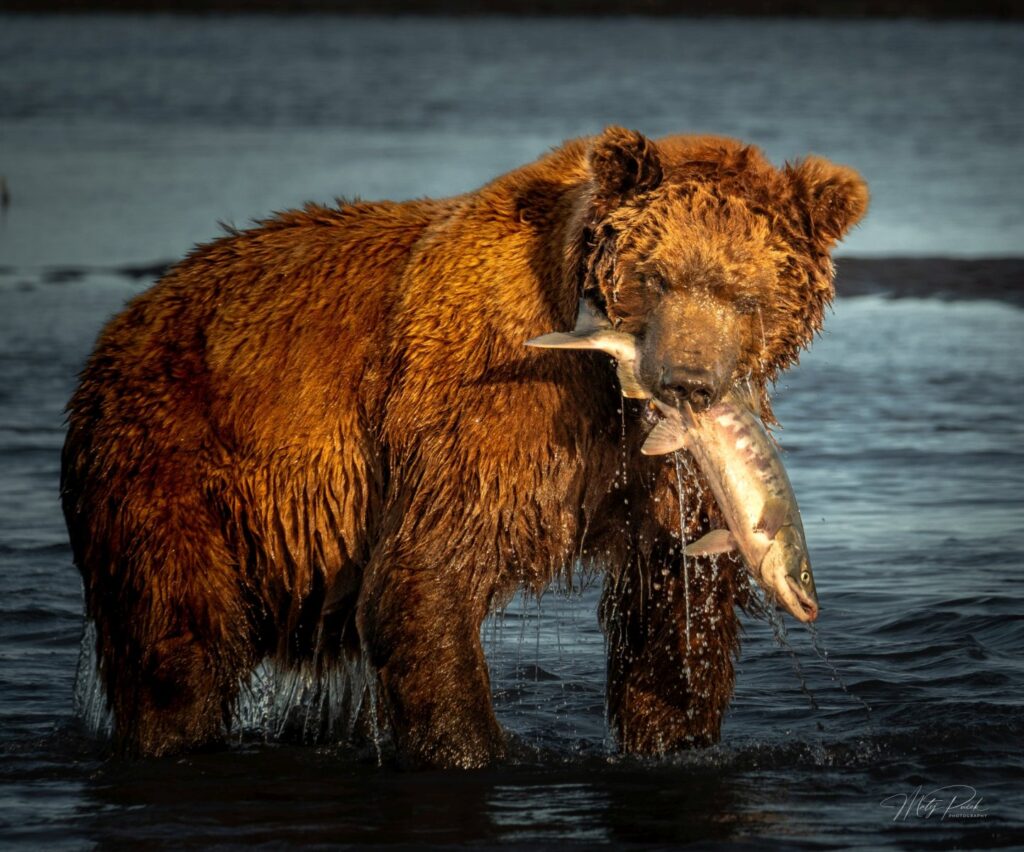 Medved s rybou, Aljaska, Matej Pucek
