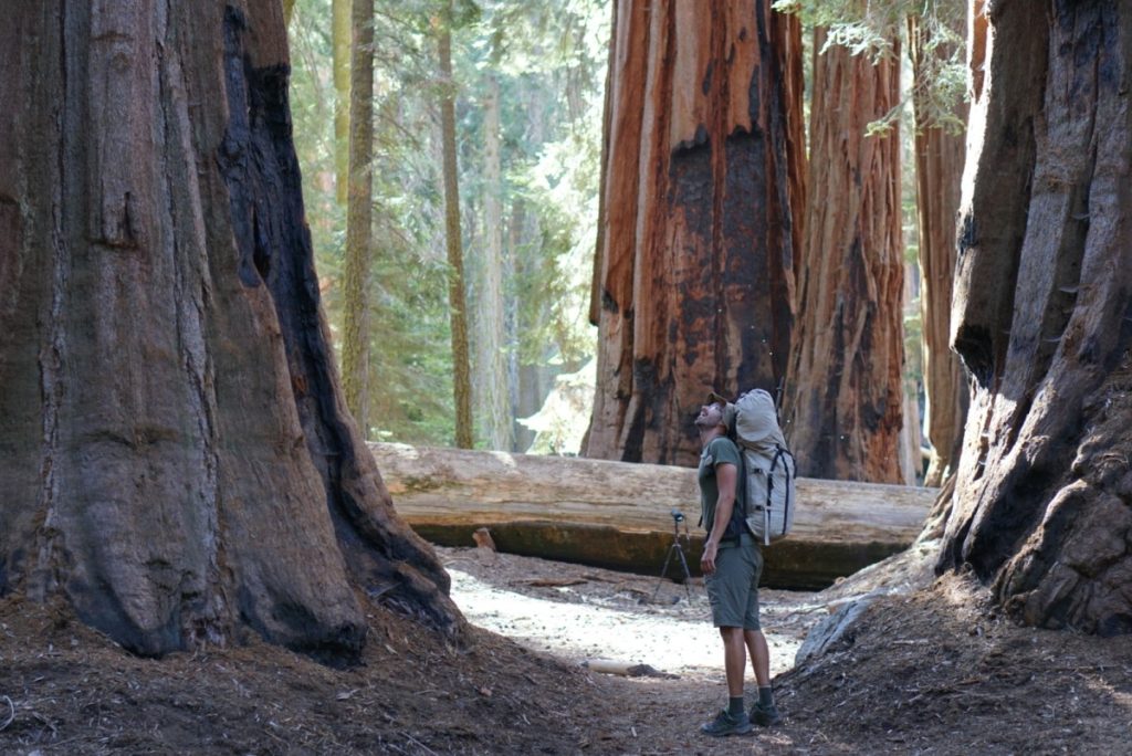 Michal Knitl Sequoia national park