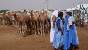 Peluha Matej Mauritania